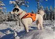 Uutuusmalli - Dog accessories - 6430067781750 - 1