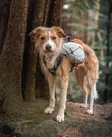 Non-Stop Trail Light Pack, koiran reppu - Dog accessories - 7071652027860 - 9