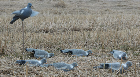 Decoy image, Live Pigeon decoy image - Decoys - 0699900003220 - 1