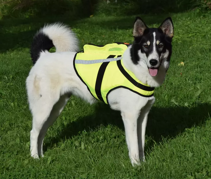 NordicDog Dina GPS-Hundeweste - Hundeausrüstung - 643801432470 - 1