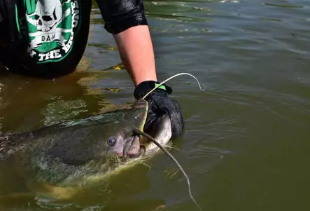 DAM Mad Cat Pro Glove, skyddshandske - Handskar - 5706301601491 - 2