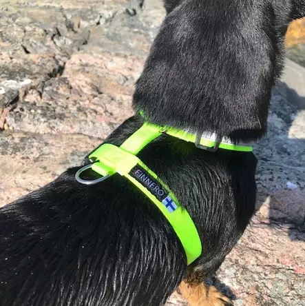 Yellow - Dog accessories - 6438406005391 - 2