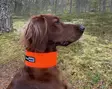 Orange - Dog accessories - 6430067780471 - 1