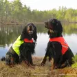 Finnero - Dog accessories - 6438406007592 - 4