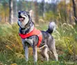 Finnero - Dog accessories - 6438406007592 - 3