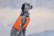 Non-Stop hundväst Hunting jacket orange - Hundtillbehör - 707165201742 - 6