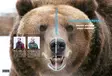 Schwedische Bärenjagd - Buch - Jagdfilme und DVDs - 0699900006382 - 1