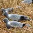 Duva bulvan, Live Pigeon Fullbody - Bulvaner - 0699900003213 - 1