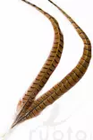 Veniard, Zentrum Schwanzfedern vom Rebhuhn - Natürliche Fliegenmaterialien - 6417512001533 - 2