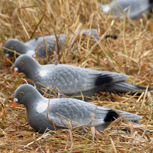 Duva bulvan, Live Pigeon Fullbody - Bulvaner - 0699900003213 - 1