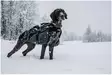 Non-Stop Amundsen Pack, Dog Backpack - Dog accessories - 1814 - 8