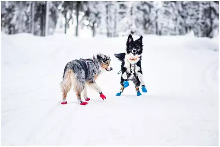 Non-Stop hundstrumpor 4st. blå - Hundtillbehör - 1335 - 2