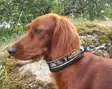 Kardog Hilma, Semi-Adjustable Collar - Dog accessories - 6430067782365 - 2