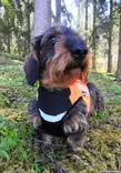 Kardog Inari GPS Safety Vest - Dog accessories - 651561665 - 2