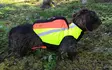 Kardog Inari GPS Safety Vest - Dog accessories - 651561665 - 3