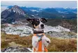 Non-Stop Rock Kragen, Hundehalsband - Hundeausrüstung - 7071652015555 - 4