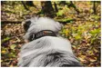 Non-Stop Rock Kragen, Hundehalsband - Hundeausrüstung - 7071652015555 - 5