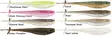 Rapala Mooch Minnow 8,8cm - 6st - Jiggar och shad beten - CCMMN35 - 1
