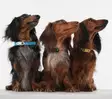 Tickless mini DOG, Zeckenabwehrmittel - Ausrüstungen und Zubehör - 5999566450265 - 2