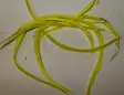Fluo Keltainen - Naturliga bindmaterial - 6430028181636 - 5