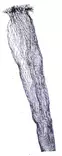 Replacement Hava, Monofilament, Depth 60cm - Fishing nets - 6430010611646 - 1
