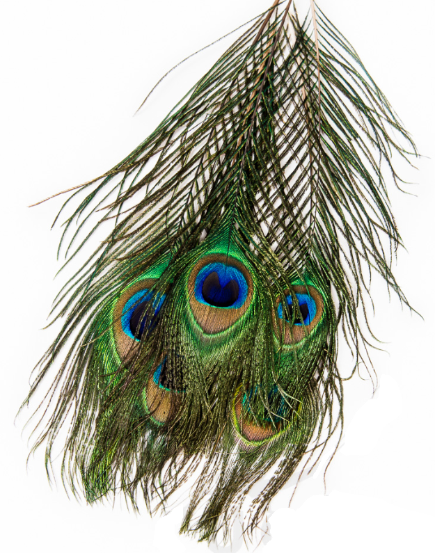 Veniard, Pfauenschnabel Tops - Natürliche Fliegenmaterialien - 053526042016 - 1