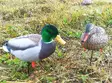 GHG Pro-Grade Full Body Mallards, Active - Bulvaner - 0700905722167 - 1
