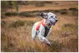 Non-Stop Jagdjacke Protector West - Hundeausrüstung - 1747 - 7