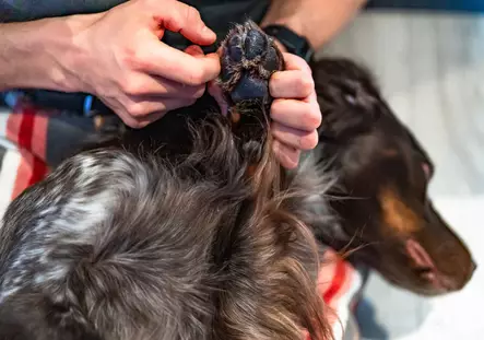 Non-Stop Paw Care, tassusuoja - Dog accessories - 7071652020398 - 2