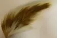 Bucktail, Ganzes Rehschwanz - Natürliche Fliegenmaterialien - 0699900008188 - 1
