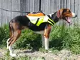 Kardog Jehu schwimmende GPS-Sicherheitsweste - Hundeausrüstung - 20150588888 - 1