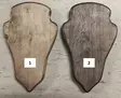 Trofésköld för rådjur, betsad - Trofé produkter - 0699914596399398 - 1
