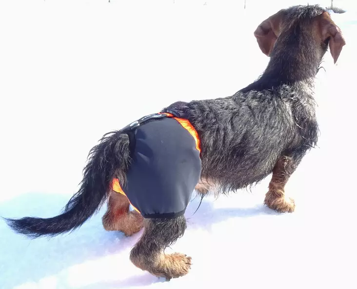 Kardog Kaapo Dog Diaper - Dog accessories - 643006778378 - 1