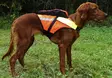 Kardog Jehu Net, floating vest - Dog accessories - 20150588889 - 2
