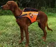 Kardog Jehu Net, floating vest - Dog accessories - 20150588889 - 1