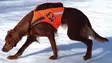 Kardog Jehu Net, floating vest - Dog accessories - 20150588889 - 3